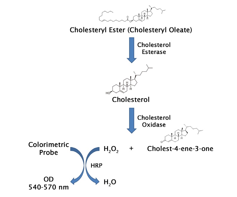 Total Cholesterol Asay Kit（Colorimetric）の測定原理