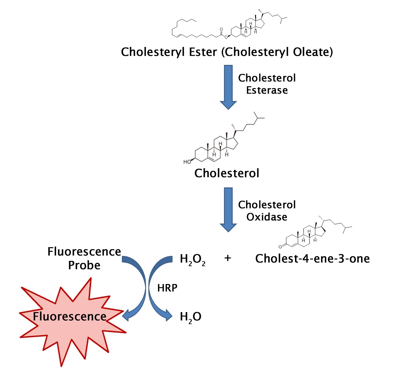 Total Cholesterol Asay Kit（Fluorometric）の測定原理