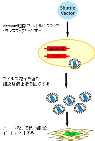 Platinum Retroviral Packaging Cells and Expression System