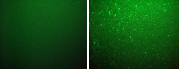 細胞内ROS(活性酸素種)蛍光測定キットの使用例1