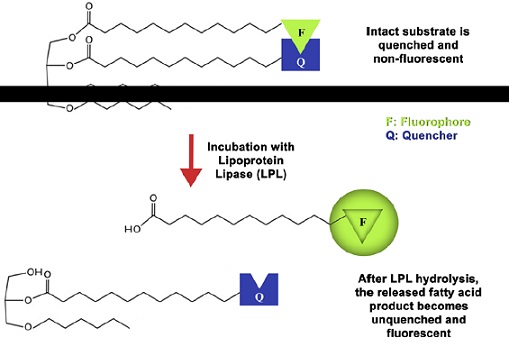 リポタンパク質リパーゼ(Lipoprotein Lipase)活性測定キットの測定原理