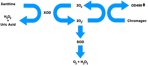スーパーオキシドジスムターゼ(Superoxide Dismutase)活性測定キットの原理