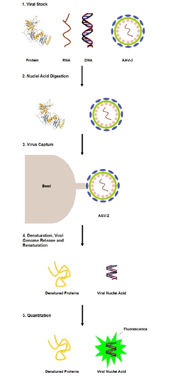 アデノ随伴ウイルス定量キットの操作方法概略
