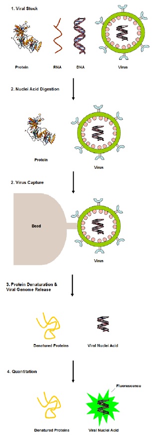 アデノウイルス定量キットの操作方法概略