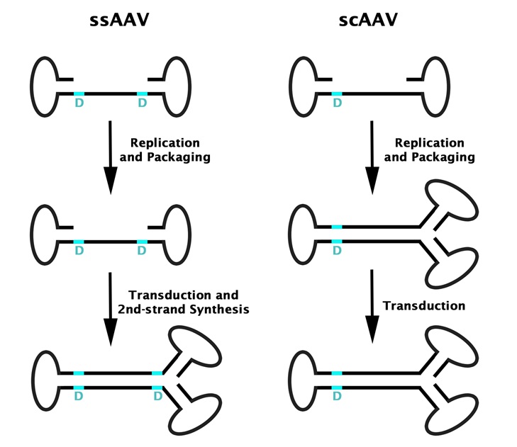 ssAAVとscAAVの比較