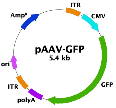 pAAV-GFP control vector Map