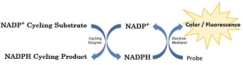 NADP＋/NADPH Assay Kitの測定原理