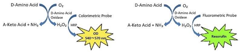 D-Amino Acid Assay Kitの測定原理図