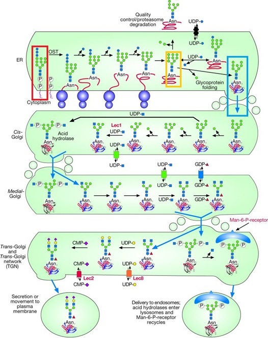 N-結合型糖鎖の成熟化