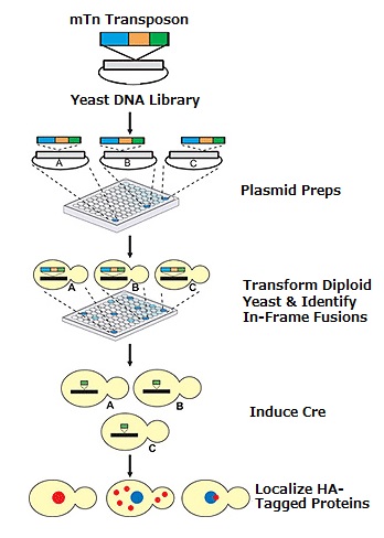 transposon挿入変異酵母コレクションの作製方法