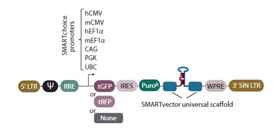 shMIMICマイクロRNAレンチウイルスバックボーンの要素