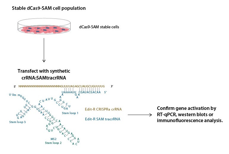 CRISPRa SAMの活性化原理