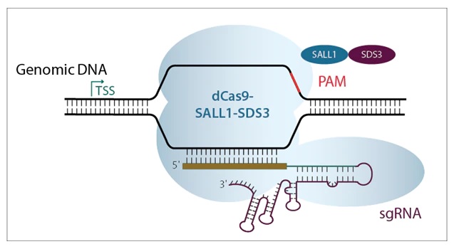 遺伝子の転写抑制用ガイドRNA／改変Cas9ヌクレアーゼ(dCas9-SALL1-SDS3）