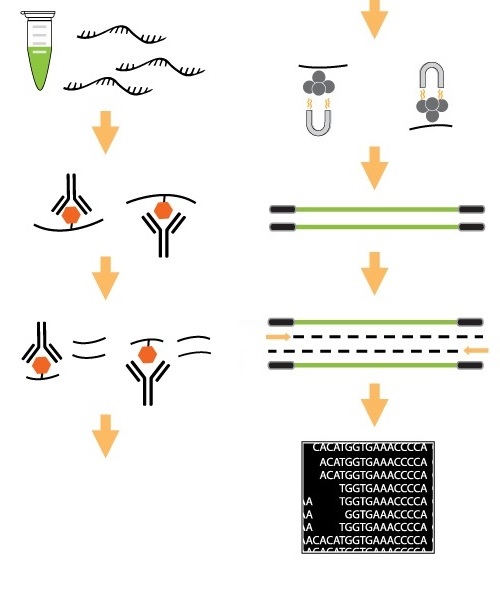 EpiNext CUT&RUN RNA m6A-Seq / MeRIP Kit