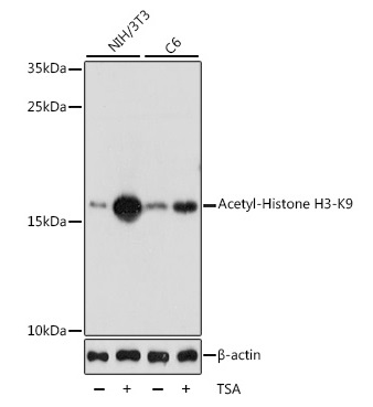 Histone H3K9ac (#A-4022) Western blot