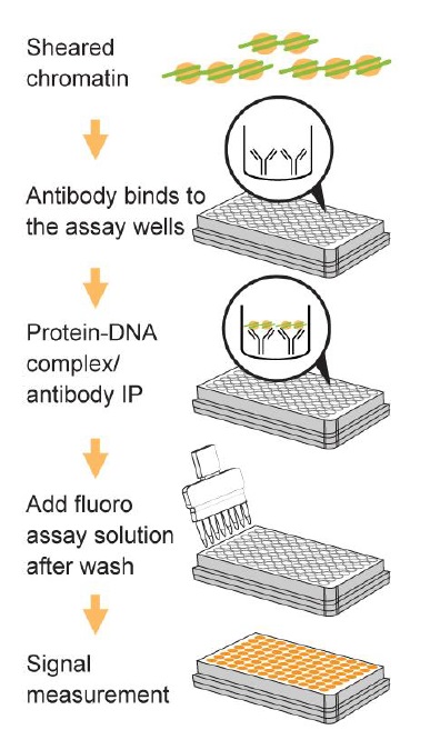 Pre-Sure ChIP Antibody Validation Kit操作方法概略