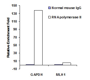 RNA polymerase II in GAPDH and MLH1