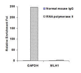 GAPDHとMLH1プロモーター中のRNA polymerase Ⅱの濃縮解析