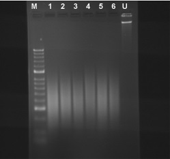 MDA-231細胞