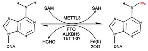 m6Aの可逆的メチル化反応