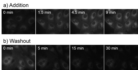 A549細胞におけるCytoSeeingの時間依存的な取り込みと分布