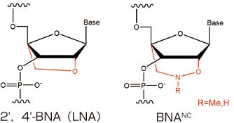 BNAオリゴヌクレオチドとLNA（2', 4'-BNA)オリゴヌクレオチド