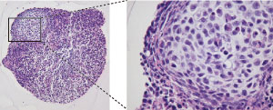 マウス細胞由来の胚様体を用いたHE染色