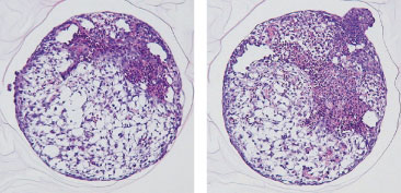 マウス細胞由来の胚様体を用いた形態観察