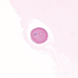 マウス卵細胞（HE染色）