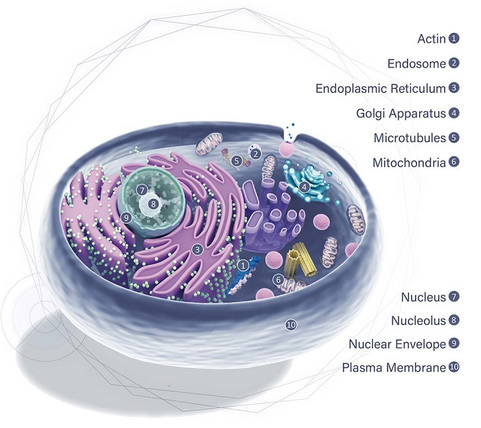 細胞内小器官イメージ