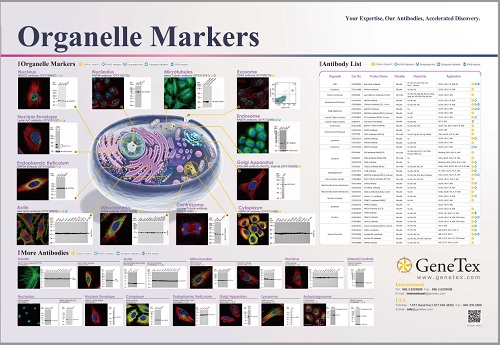 Organelle Markersポスター