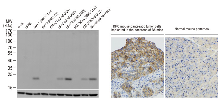 RAS antibody (#GTX635362)のWBとFCM