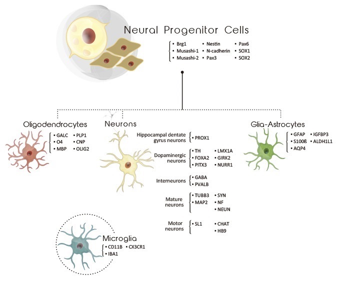 CNS cell type-specific markers