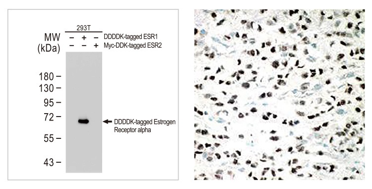Estrogen Receptor α antibody (#GTX635362)のWBとFCM