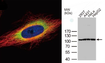 抗GRP94抗体（#GTX103232）蛍光染色像とWB像