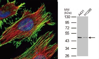 抗β Actin抗体（#GTX100315）蛍光染色像とWB像