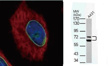 抗Lamin A/C抗体（#GTX101127）蛍光染色像とWB像