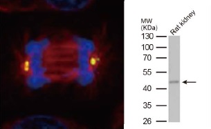 抗γ Tubulin抗体（#GTX113286）蛍光染色像とWB像