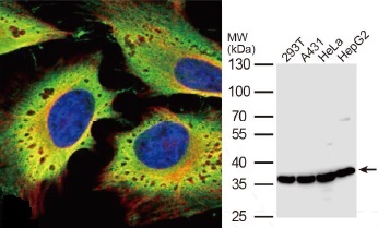 抗GAPDH抗体（#GTX100118） 蛍光染色像とWB像