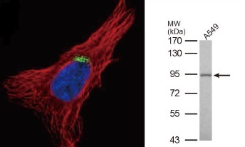 抗GOLGA5抗体（#GTX104255）蛍光染色像とWB像