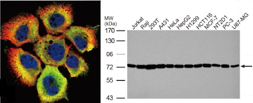 抗HSP70抗体（#GTX111088） 蛍光染色像とWB像