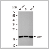 Cofilin 1 antibody