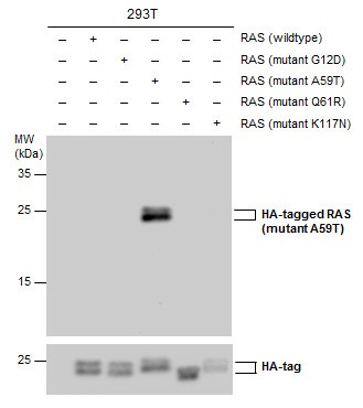 図2. 抗Ras（A59T変異体特異的）抗体（#GTX132403）WT像