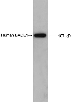 抗β-Secretase抗体