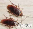 Cockroach（ゴキブリ)