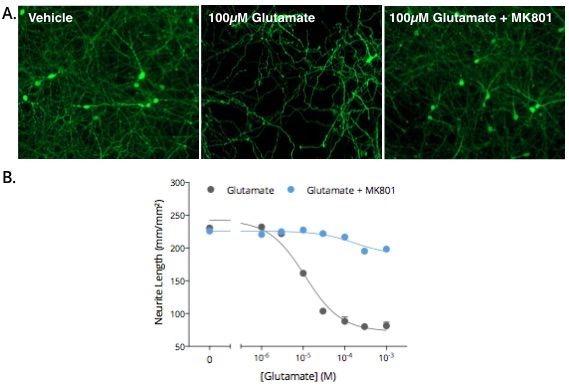 ラット皮質初代ニューロンのGABA作動性ネットワークにおけるグルタミン酸の毒性