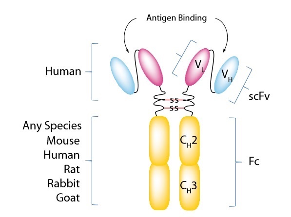 組換えモノクローナル抗体 RecMAbsの構造