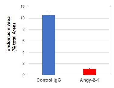 抗アンジオポエチン-2（クローン：Angy-2-1）抗体（#AG-27B-0016）