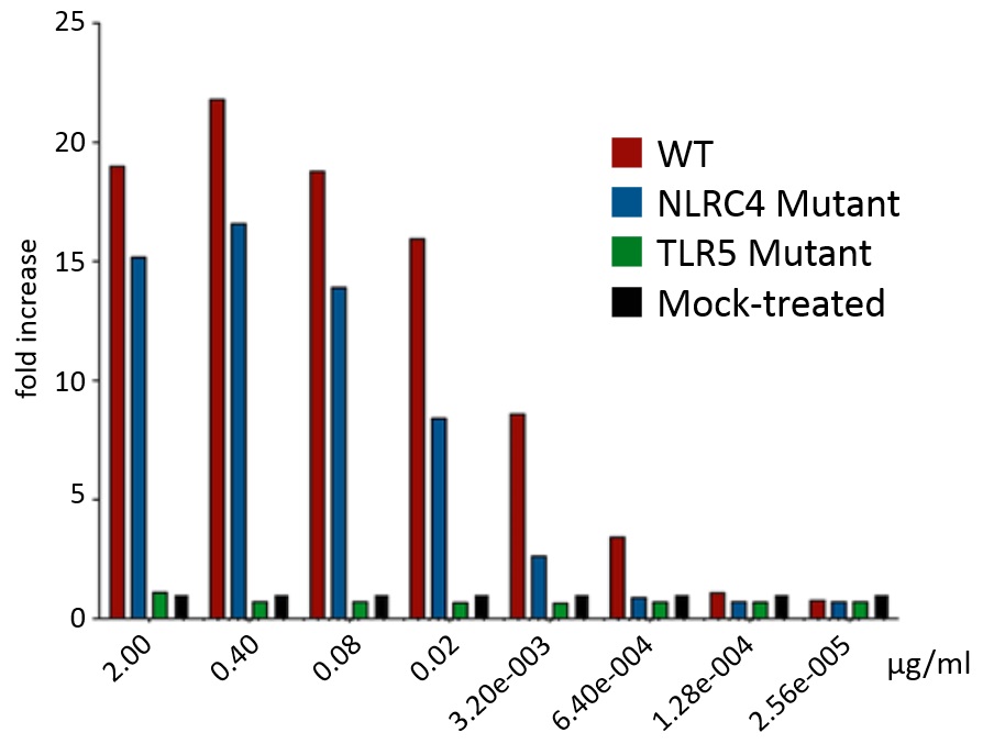 n vitroにおけるFlagellinによるTLR5の活性測定