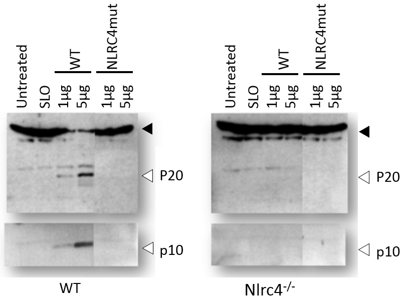 マウス骨髄マクロファージにおけるFlagellinによるNLRC4インフラマソームの活性化